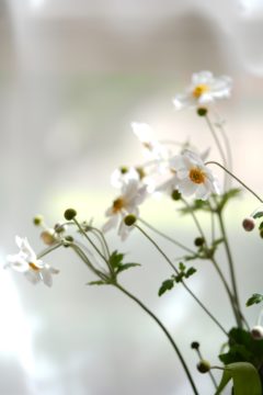 Japanese Anemone Flower 