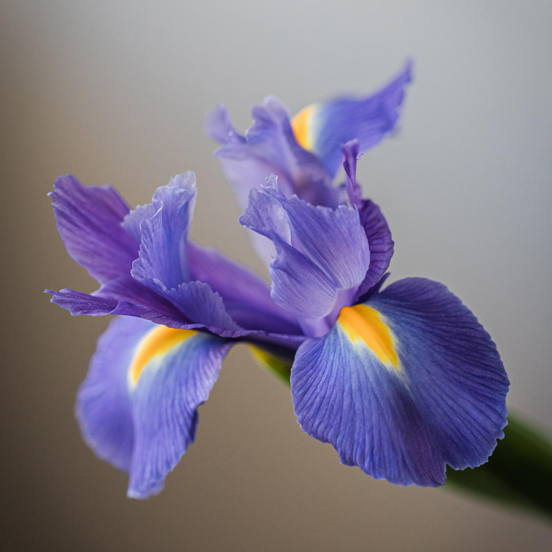 The Iris Flower Bloom College