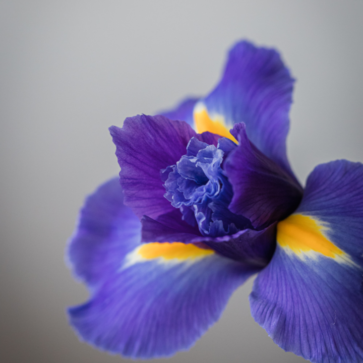 The Iris Flower Bloom College