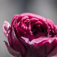 flower therapy