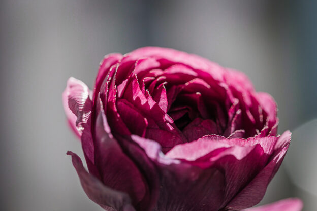 flower therapy