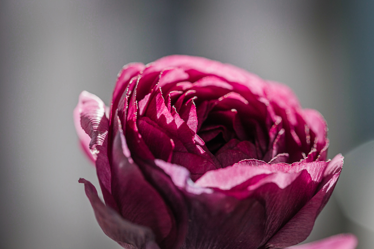 flower therapy